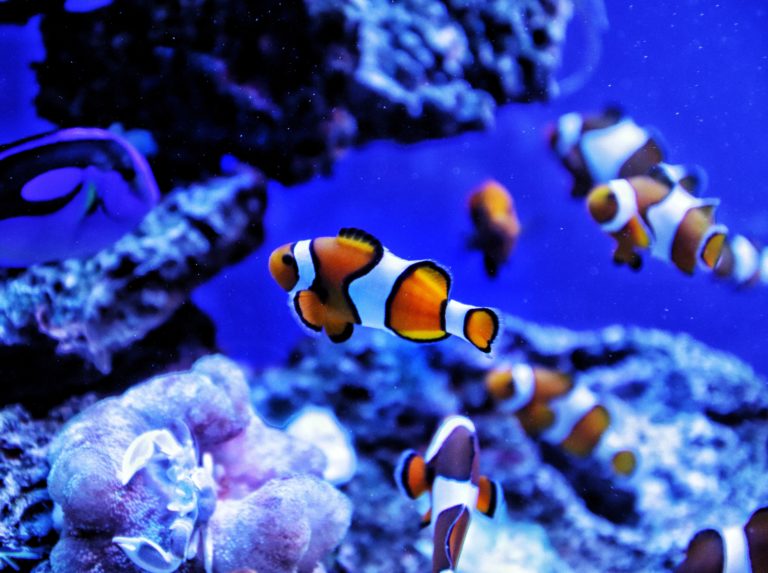 Clownfish Overview And Care Taking Guide Ohfishal